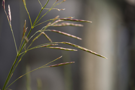 Blades of grass witn spikelets on the gray backgroundの写真素材