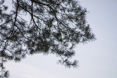 Pine tree branch in the autumn forest. Fall evening