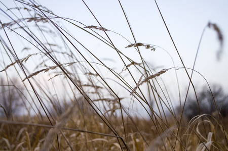 Tall dry grass in the autumn evening fieldの写真素材
