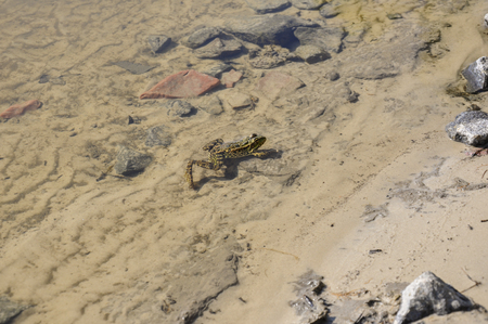 Frog green and brown color is sitting in the river water on the sand and stonesの写真素材