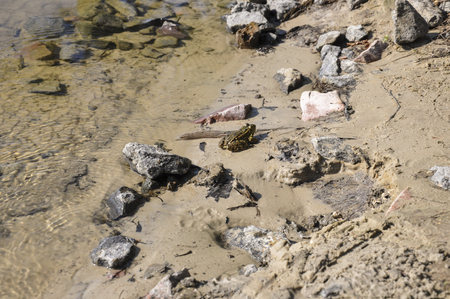 Frog green and brown color is sitting in the river water on the sand and stonesの写真素材