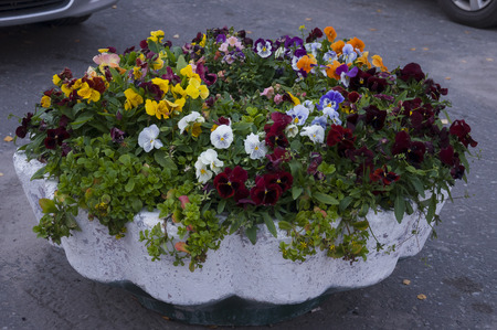 Garden-bed with multi color flowers. Across the city streetsの写真素材