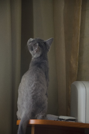 British Shorthair cat is sitting on the tableの写真素材