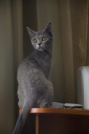 British Shorthair cat is sitting on the tableの写真素材