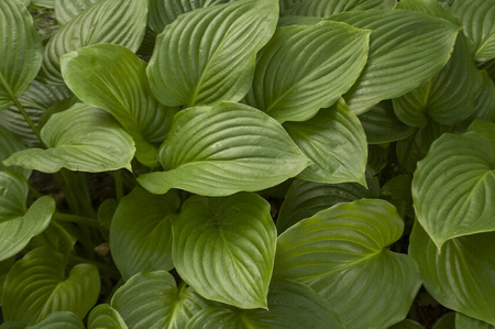 Big green leaves of flowers in summer garden outdoorの写真素材