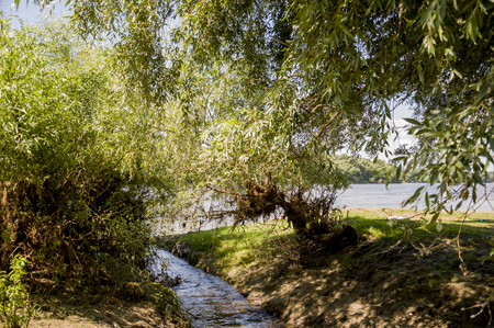 Wide river and small creek in summer meadow. Poplar fluff. June, julyの写真素材