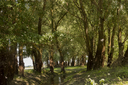 Wide river and small creek in summer meadow. Poplar fluff. June, julyの写真素材