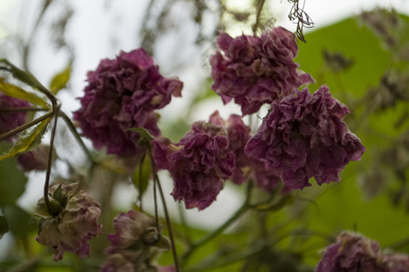 Dry pink flowers with lace silhouettes. Simple still lifeの写真素材