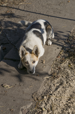 Home dog on the yard. Four-footed friend. Loyalty. Black and whiteの写真素材