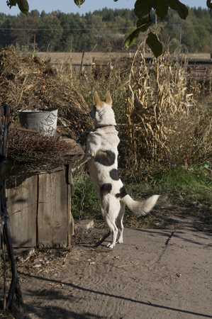 Home dog on the yard. Four-footed friend. Loyalty. Black and whiteの写真素材