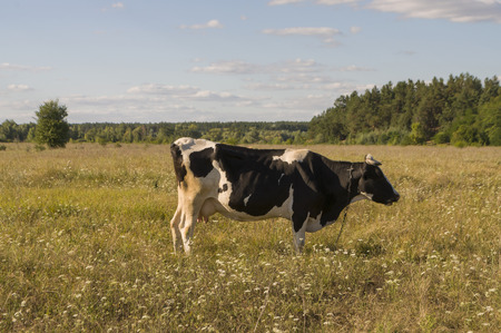 The cow is pasturing in the meadow of gold color. Early autumnの写真素材
