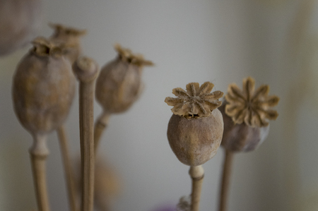 Dry brown poppy boxes. Simple still lifeの写真素材