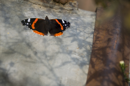 Hives butterfly are sitting on the light iron boxの写真素材