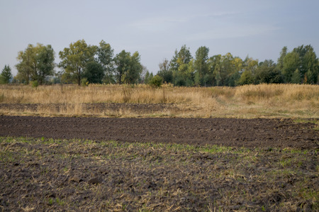 Cultivated field in the early autumn. Dry plants around. Green trees far away. Morningの写真素材