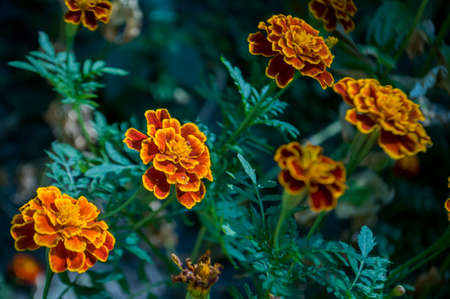 Many marigolds flowers on the autumn flower-bedの写真素材