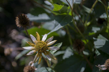 Rudbeckia flower. Garden yellow flower. Still life. dry herb. Autumnの写真素材