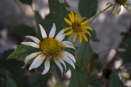 Rudbeckia flower. Garden yellow flower. Still life. dry herb. Autumnの写真素材