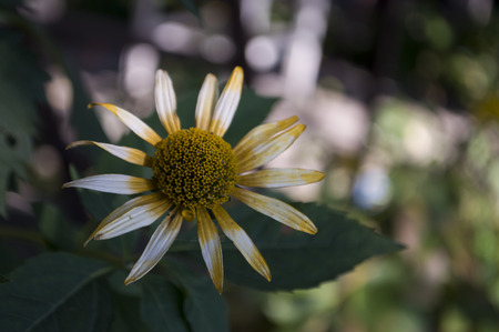 Rudbeckia flower. Garden yellow flower. Still life. dry herb. Autumnの写真素材