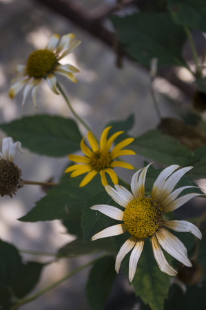 Rudbeckia flower. Garden yellow flower. Still life. dry herb. Autumnの写真素材