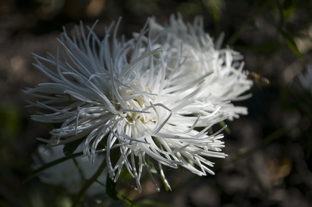 White aster flower is growing on the autumn flower-bedの写真素材