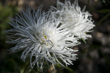 White aster flower is growing on the autumn flower-bedの写真素材