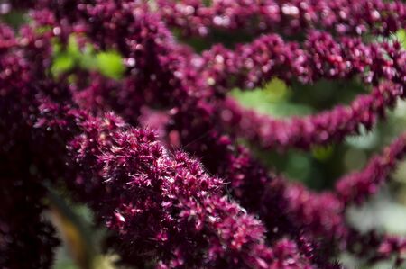 Dark pink flower is growing on the autumn flower-bedの写真素材