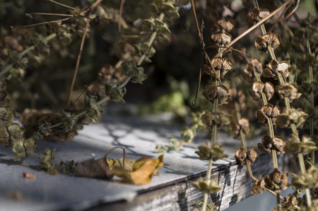 Dry basil herbs is laying on the table. Background in brown colors