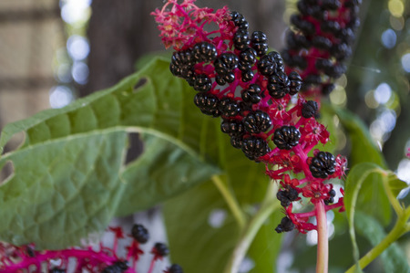 Garden red flower. Blossom in early autumn. Herbsの写真素材