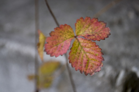 Strawberries leaves of red and yellow color on the gray backgroundの写真素材