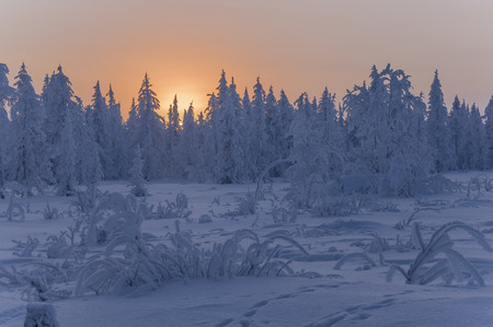 Sundown and sunrises. Winter landscape. Orange sky and silhouettes of trees on the background of heaven. Frosty evening, snow around. Northの写真素材