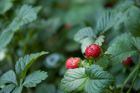 Wild rasp red strawberries with green leavesの写真素材