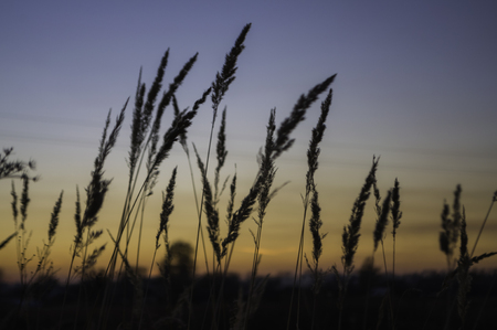 Brown dry grass in the meadow. Backroundの写真素材
