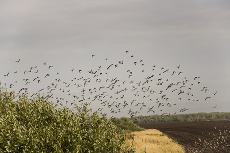 Huge flock of birds are flying in the blue sky over black and yellow field with green trees