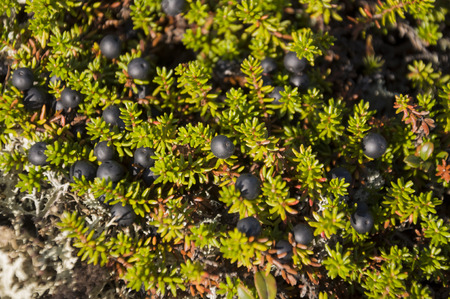 Blackberry bush. Background under feetの写真素材