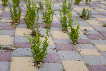 Green grass that grow throughの写真素材