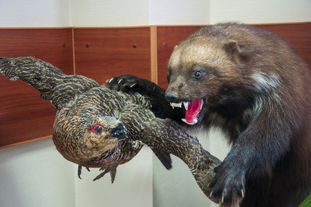 The scarecrow of otter in the office. Zoo museum. Forest animals exhibitの写真素材