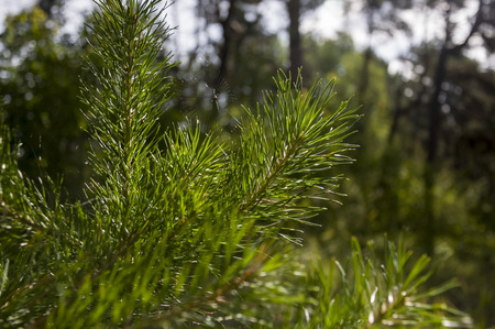 Branch of pine tree