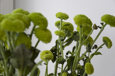 Bouquet with flowers green chrysanthemum