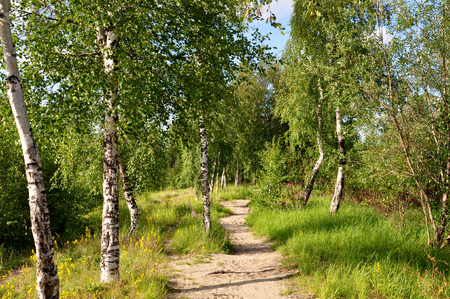 Forest track amongst green birches. Sunny summer dayの写真素材