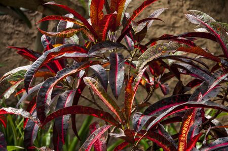 Beautiful tropical plants are growing and blooming in a botanical garden