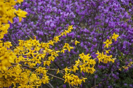 Botanical garden in spring seasonの写真素材