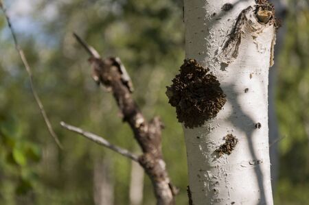 Green birch trees witn black and white trunk in summer forest. Grove. Landscapeの写真素材