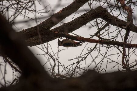The woodpecker bird is sitting on the tree and knocking loud. Silhouetteの写真素材