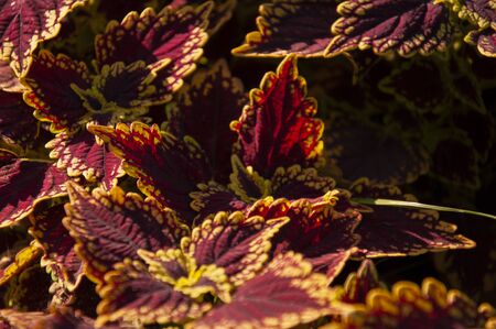 Garden herb with deep purple and yellow leaves on the summer field. Nature landscape. Bright backgroundの写真素材