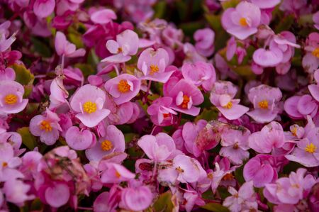 Meadow high pink, red and purple flowers are blossom in the summer field. Dark green background....