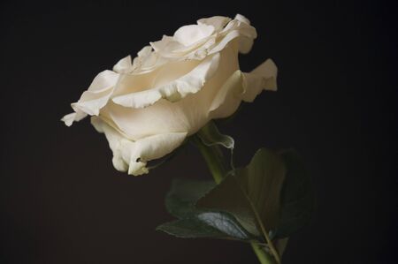 Lovely big creamy white flower rose on the black background. Green leaves and thorns. Still life. Contrast with lights and shadows, silhouetteの写真素材