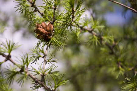 Green branch of larch with tiny leaves on the blue and yellow background. Brown cone of larch. Wild plantsの写真素材