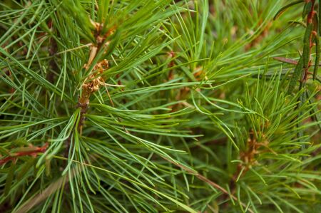 Green branch of larch with tiny leaves on the blue and yellow background. Brown cone of larch. Wild...