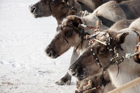 North deer are running on the snowy field trackの写真素材