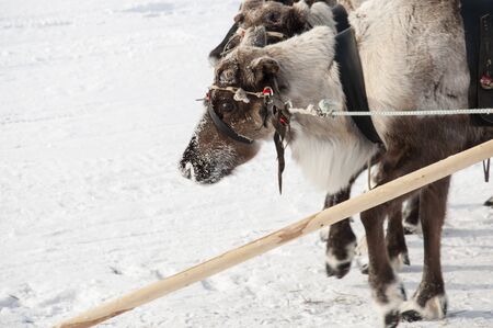 North deer are running on the snowy field track